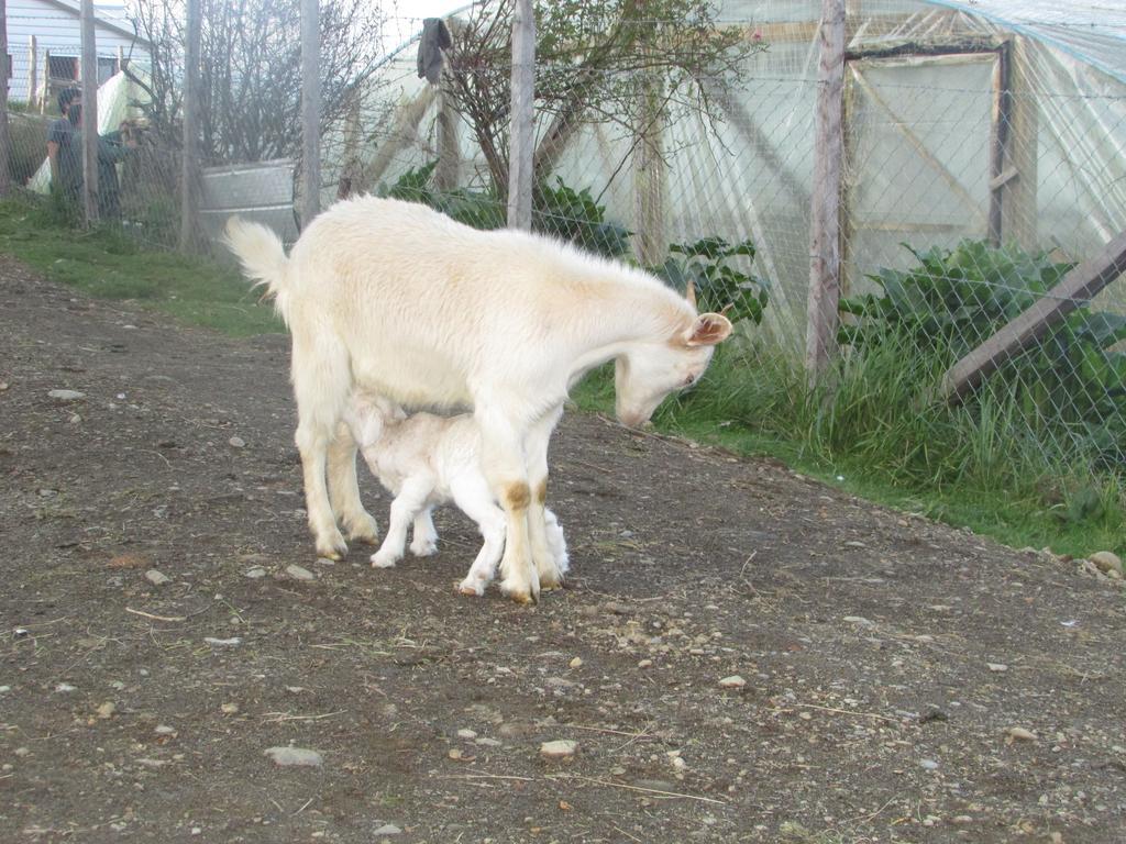 הוילה קסטרו Agroturismo Los Colihues מראה חיצוני תמונה